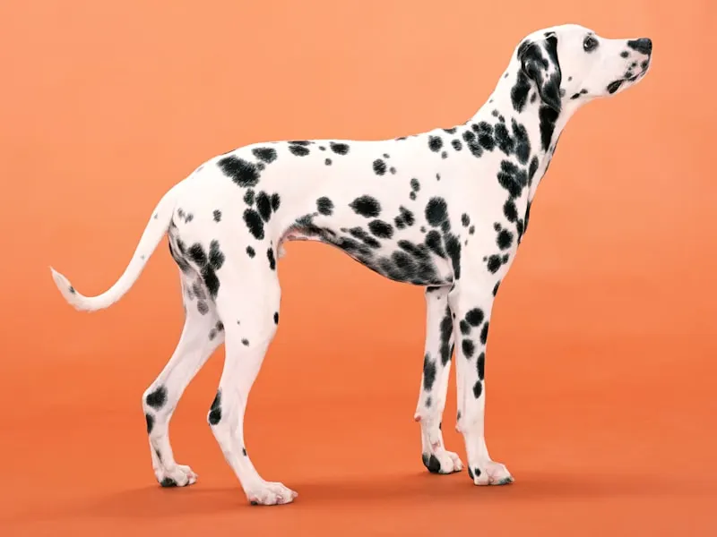 大麥町犬