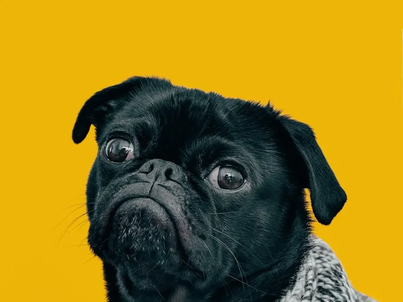 巴哥犬